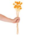 Craspedia szárazvirág csokor 55cm 20db | Floristik24.hu