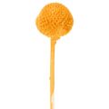 Craspedia szárazvirág csokor 55cm 20db | Floristik24.hu