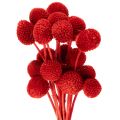 Floristik24 Szárított Craspedia virágok, festettek, hosszú szárral, 55 cm, 20 darab