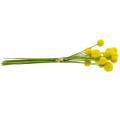 Floristik24 Dobtörő Craspedia Yellow Műkerti Virág Selyemvirág 15db