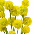 Floristik24 Dobtörő Craspedia Yellow Műkerti Virág Selyemvirág 15db