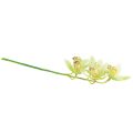 Floristik24 Cymbidium orchidea mű5 virág zöld 65cm