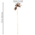 Műdália virág, hosszú szárú, két virággal, 75 cm | Floristik24.hu