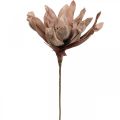 Floristik24 Deco lótuszvirág műlótuszvirág művirág barna L68cm