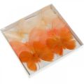 Floristik24 Narancssárga árnyalatú pillangók, tavaszi dekoráció Dróton tollas pillangók 6db