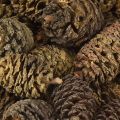 Dekoratív égerfa tobozok natúr díszítéshez 3-4cm 200g | Floristik24.hu