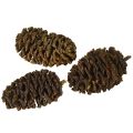 Dekoratív égerfa tobozok natúr díszítéshez 3-4cm 200g | Floristik24.hu