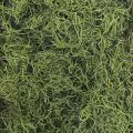 Floristik24 Dekoratív moha szárított erdei moha zöld natúr dekoráció 300g