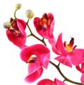 Floristik24 Fukszia dekoratív orchidea 77 cm