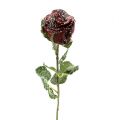 Floristik24 Deco rózsa havas piros Ø6cm 6db