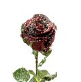 Floristik24 Deco rózsa havas piros Ø6cm 6db