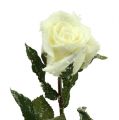 Floristik24 Dekoratív rózsa fehér hóval borított Ø6cm 6db