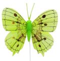 Floristik24 Dekoratív pillangók zöld 8cm 6db