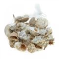 Floristik24 Dekoratív kagylók és csigaházak üres fehér, natúr dekoratív tengeri 350g