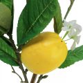 Floristik24 Dekoratív citromág virágokkal és gyümölcsökkel H68cm