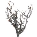 Floristik24 Deco ágak bonsai fa deco ágak 15-30cm 650g