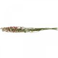 Floristik24 Szárított virág delphinium, Delphinium rózsaszín, száraz virágkötő L64cm 25g