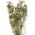 Floristik24 Szárított virágok kapor természet száraz florisztika 50cm 20db
