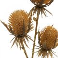 Floristik24 Bogáncs ág barna műnövény őszi dekoráció 38cm Mesterséges növény, mint az igazi!
