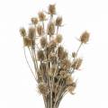 Floristik24 Szárított virágok Thistle White mosva 60cm 100g