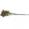 Floristik24 Bogáncs mesterséges szár virág rózsaszín 10 virágfej 68cm 3db