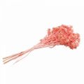 Floristik24 Szárított bogáncs deko ág Poros rózsaszín szárított virágok 100g