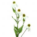 Floristik24 Echinacea virág műfehér 90cm