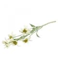 Floristik24 Edelweiss művirág fehér bolyhos 38cm