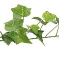 Floristik24 Ivy műzöld 90cm Mesterséges növény, mint az igazi!