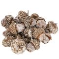 Floristik24 Makk, természetes dekorációs termék, fehérre meszelt, 1-3 cm, 300g