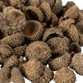 Természetes makk sapkák, dísztálak őszi és adventi időszakra, 2 cm, 300 g | Floristik24.hu