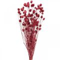 Floristik24 Szárított virágok Vörös száraz bogáncs epres bogáncs színes 100g