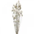 Floristik24 Szárított virágok fehér szárított bogáncs epres bogáncs színes 100g