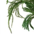 Floristik24 Erika moha dekoratív moha zöld natúr dekoráció szárítva 20-35cm 400g