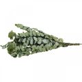Floristik24 Eukaliptusz tartósított ágak levelei kerek zöld 150g