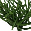 Floristik24 Euphorbia pick zöld 19cm 4db