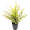 Floristik24 Műpáfrány cserépben beltéri zöldnövénynek, 40cm