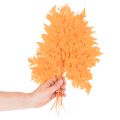 Szárított, tartósított páfránylevelek virágkötészethez és őszi dekorációhoz, 42 cm, 10 darab | Floristik24.hu