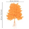 Szárított, tartósított páfránylevelek virágkötészethez és őszi dekorációhoz, 42 cm, 10 darab | Floristik24.hu