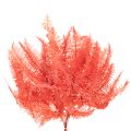 Páfrányok, tartósított szárított virágok, őszi dekoráció, 60 cm, 10 darab | Floristik24.hu