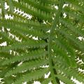 Műpáfrányág, dekoratív zöld növény virágkötészethez, 80cm | Floristik24.hu