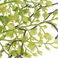 Műzöld ruscus ág virágdíszítéshez, 41cm | Floristik24.hu