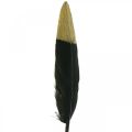 Floristik24 Dekoratív toll fekete, arany valódi kézműves toll 12-14cm 72db