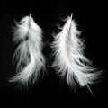Floristik24 Feathers White Valódi madártoll húsvéti díszek díszítésére 20g