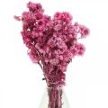 Floristik24 Mini Szalmavirág Pink Szárított Virág Sziklavirág H20cm 15g