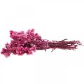 Floristik24 Mini Szalmavirág Pink Szárított Virág Sziklavirág H20cm 15g