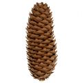 Luctobozok natúr 5kg-os fenyőtobozok | Floristik24.hu