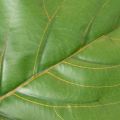 Mesterséges fikusz (Ficus lyrata) 120 cm-es dísznövény nappaliba | Floristik24.hu