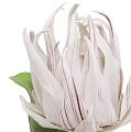 Floristik24 Habvirág fehér, lila 12cm L30cm 1db