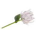 Floristik24 Habvirág fehér, lila 12cm L30cm 1db